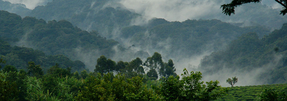 Bwindi Forest