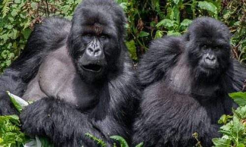 Gorilla Trekking, Bwindi