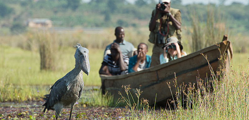 1 Day Mabamba Swamp Birding Tour