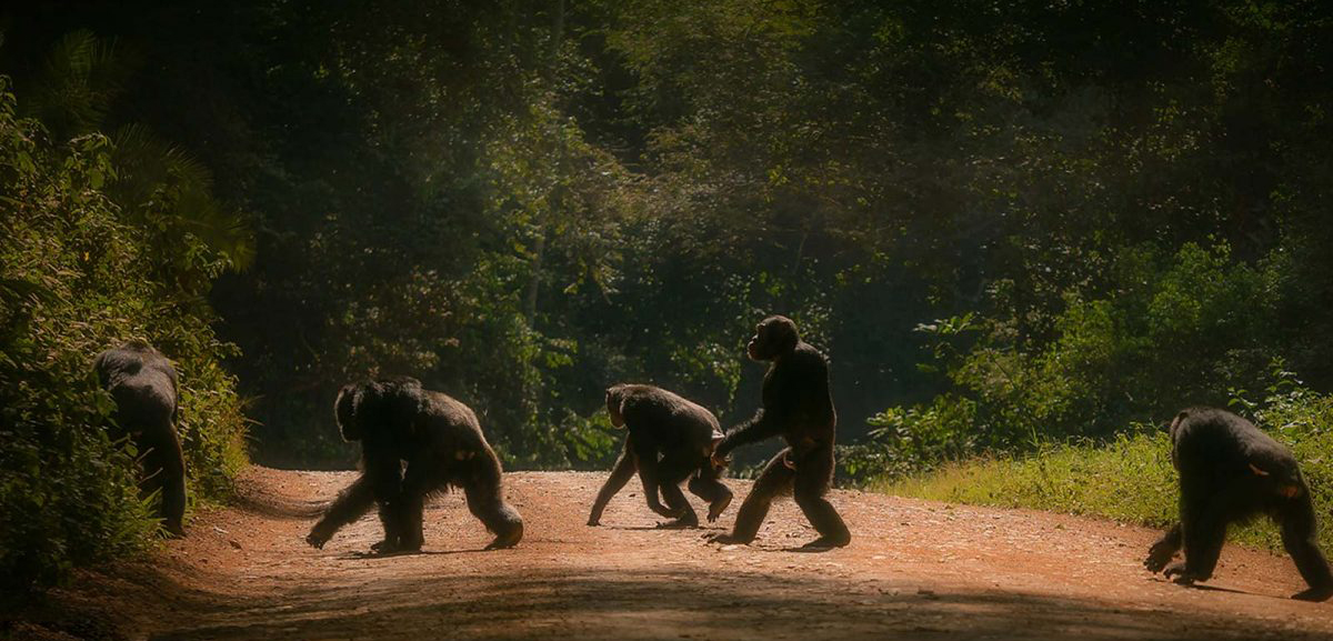 2 Days Chimps Tracking in Kibale Forest