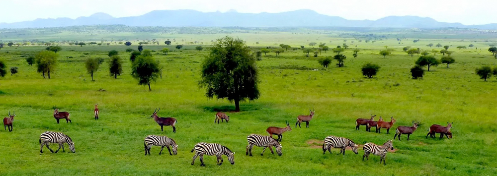 Kidepo Valley National Park