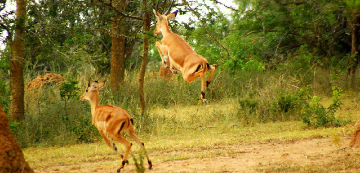 1 Day Lake Mburo National Park