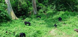 1 Day Ngamba Island Chimps Tour