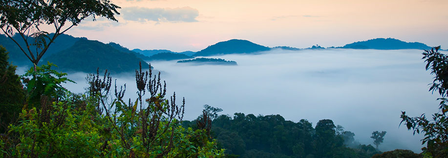 Nyungwe Forest