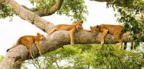 3 Days Queen Elizabeth Safari from Rwanda 